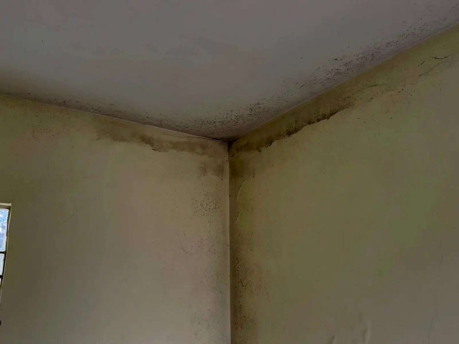 Schimmelbefall an Decken- und Wandanschluss in einer Berliner Wohnung